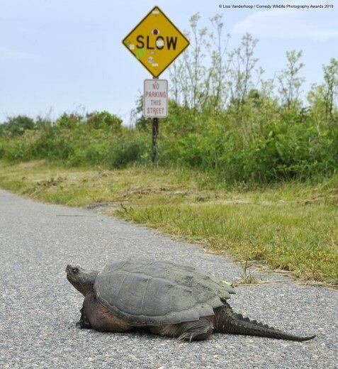 A tartaruga-mortedora tem um rabo de jacaré e sim, ela morde, Por isso mesmo ela pede calma pra ter tempo de atravessar a estrada