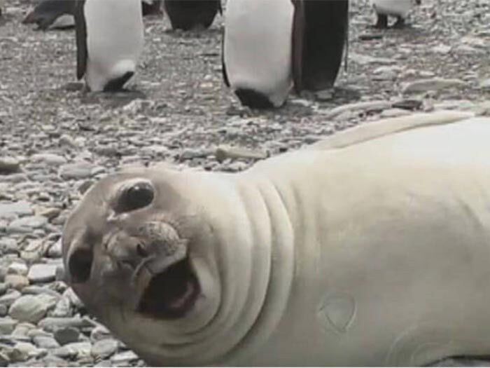 Se essa foca não é a mais
feliz dos Estados Unidos, deve estar entre as três primeiras 
+ Veja o álbum completo das
selfies mais divertidas do mundo animal