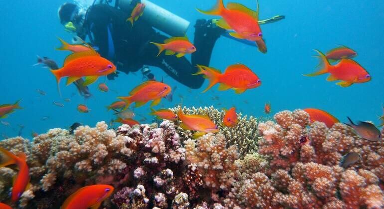 Corais abrigam um em cada quatro exemplares da fauna e da flora marinha