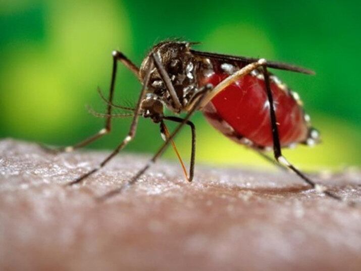 Será feita uma caminhada neste sábado (25) para conscientizar a população sobre o combate ao mosquito transmissor da dengue