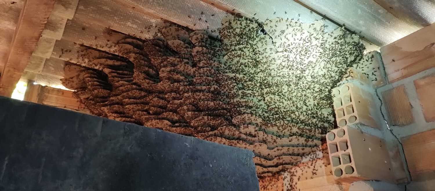 Enxame oferecia riscos a moradores da casa