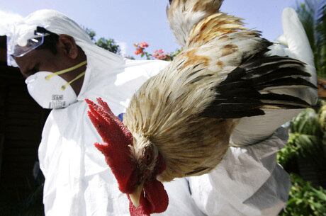 A gripe aviária é um tipo de gripe transmitida por aves