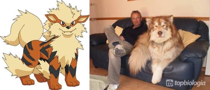 Arcanine foi inspirado no Malamute-do-Alasca, que é uma raça
de cachorro