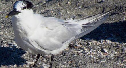 Ave chamada de trinta-réis-de-bando tinha o vírus
