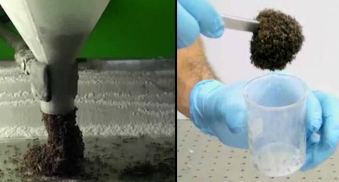 Os cientistas do instituto Zhongyang Liu e David Hu resolveram pesquisar como as formigas se comportavam coletivamente de acordo com diferentes situações. De acordo com o jornal norte-americano New York Times, esta foi a primeira vez que um grupo observou a dualidade do comportamento da espécie