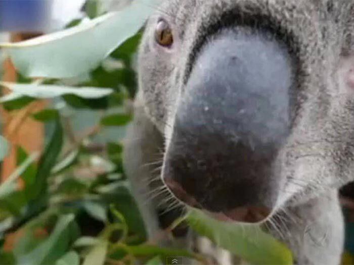 Para a foto disparar, bastou
deixar o equipamento parado, só esperando o bichinho de aproximar 


+ Veja o álbum completo das
selfies mais divertidas do mundo animal
