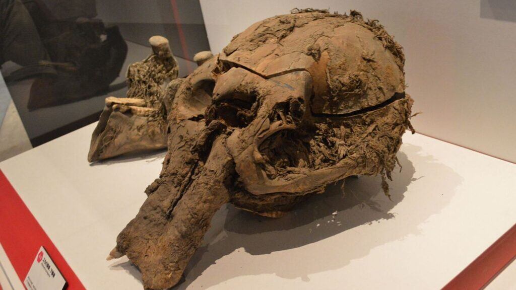 Mamute congelado há 40 mil anos revela atividade genética antes da morte