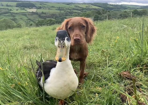 "Fern não está interessada em nenhum dos outros três patos e eles não se importam com ela. Foi apenas Dennis que agiu de maneira diferente. Como ela o conhece desde filhote, não tem o impulso de caçá-lo e apenas brincam juntos", descreveu Sarah