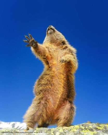 A marmota está fazendo uma cena dramática ou cantando "I Will Survive" diante deste céu azul?