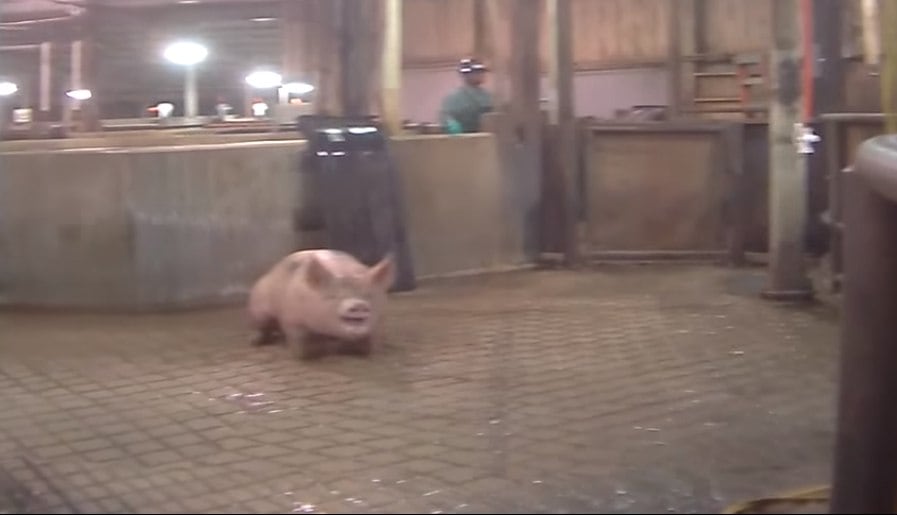 Ainda de acordo com informações do Huffington Port, o grupo defensor dos direitos dos animais entregou "muitas horas" de imagens brutas gravadas na produtora de carnes ao departamento de agricultura norte-americano, e se comprometeu a ajudar nas investigações do caso