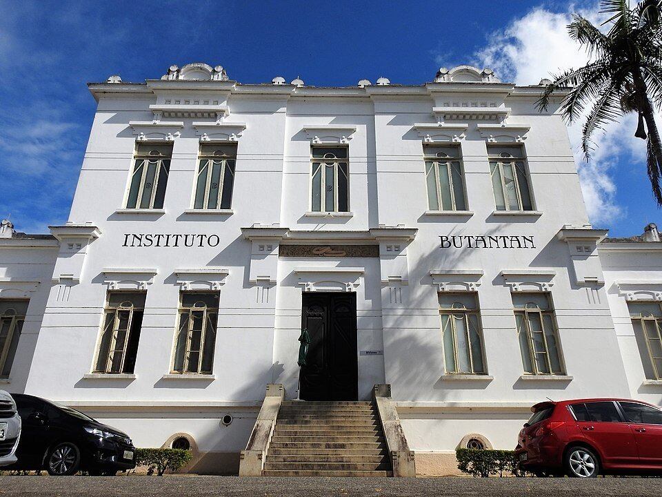 O veneno da jararaca-ilhoa é estudado pelo Instituto Butantan, mas seu antídoto é pouco fabricado, justamente porque essas serpentes vivem em área de acesso restrito a pesquisadores.