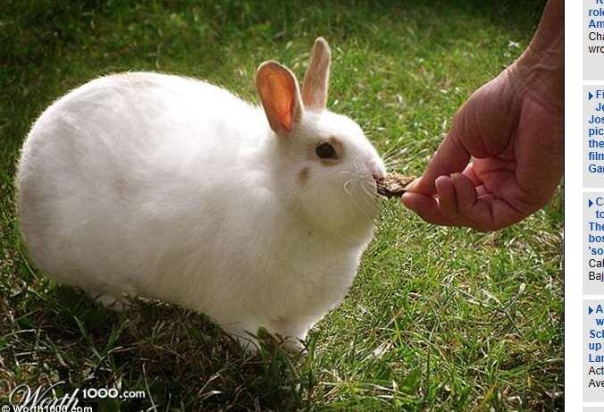 Esse coelho deve estar comendo algo fora da dieta