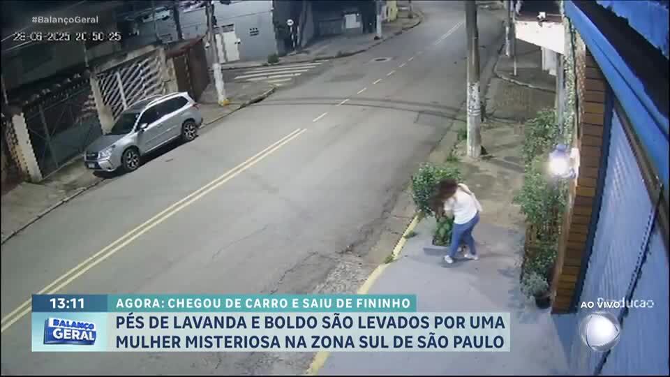 Pés de lavanda e boldo são roubados por mulher misteriosa na zona sul de SP