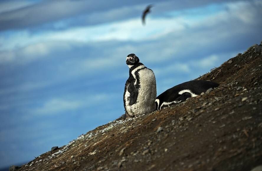 A Ilha Magdalena, no extremo sul do Chile, é um paraíso para milhares de pinguins que chegam a cada ano no local para se reproduzir. Porém, o aquecimento global tem sido uma forte ameça para a espécie, de acordo com os administradores desta reserva natural

(Texto com AFP)