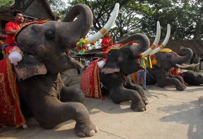 Mahouts rezam sentados em elefantes durante o Dia Nacional
do Elefante em Ayutthaya, na Tailândia, nesta quinta-feira
(13)