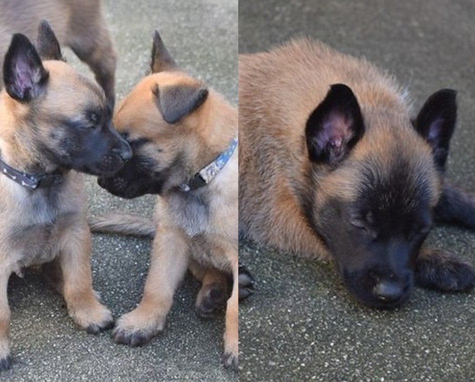 A tropa do Grupamento de Cães da Guarda Municipal do Rio de Janeiro ganhou um reforço mais que especial: oito filhotes da raça belga de malinois, amplamente utilizada por forças policiais no mundo, passam a fazer parte da equipe. A nova ninhada nasceu no dia 12 de julho, no Canil Maternidade da Guarda Municipal, localizado em Campo Grande, na zona oeste do Rio de Janeiro