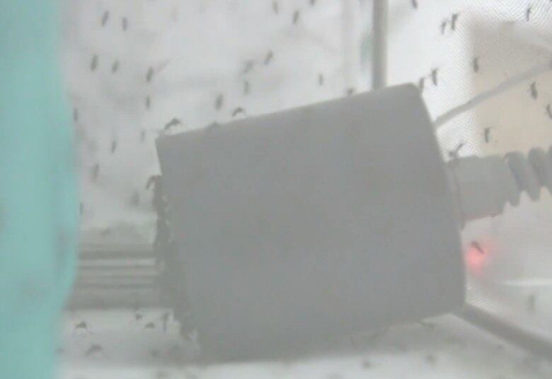 Com a implantação do projeto, a prefeitura de Belo Horizonte espera reduzir os números da doença drasticamente