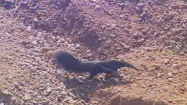 Os bombeiros foram até o local do incêndio e foram usados abafadores para conter as chamas. Um caminhão-tanque também foi levado para o local