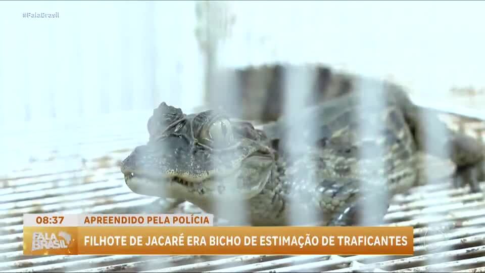 Filhote de jacaré é resgatado em operação policial no Rio de Janeiro