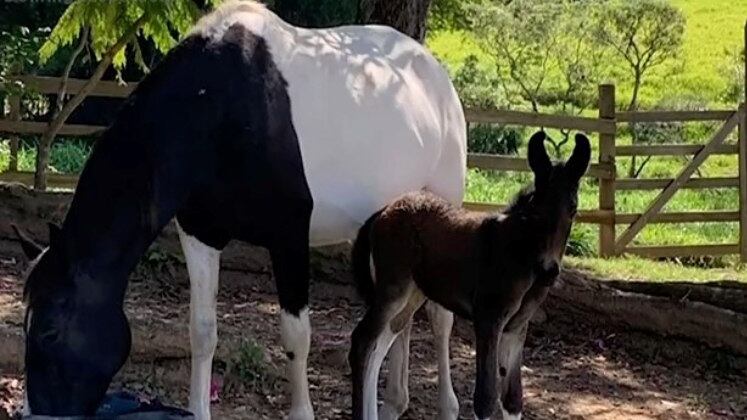 Monique foi gerada há três anos, por meio de uma inseminação artificial. Ela nasceu com uma cor escura, com o pelo brilhoso e traços delicados no rosto. As orelhas, muito características das mulas, são grandes e nada discretas