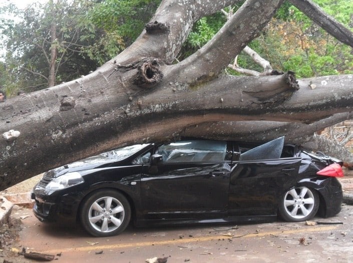 Um carro estacionado na manhã de quinta-feira (5) em
frente à sede do Ibama (Instituto Brasileiro do Meio Ambiente) na Asa Norte,
região central de Brasília, foi atingido por uma árvore.
O veículo Nissan Tiida ficou completamente destruído. Leia mais