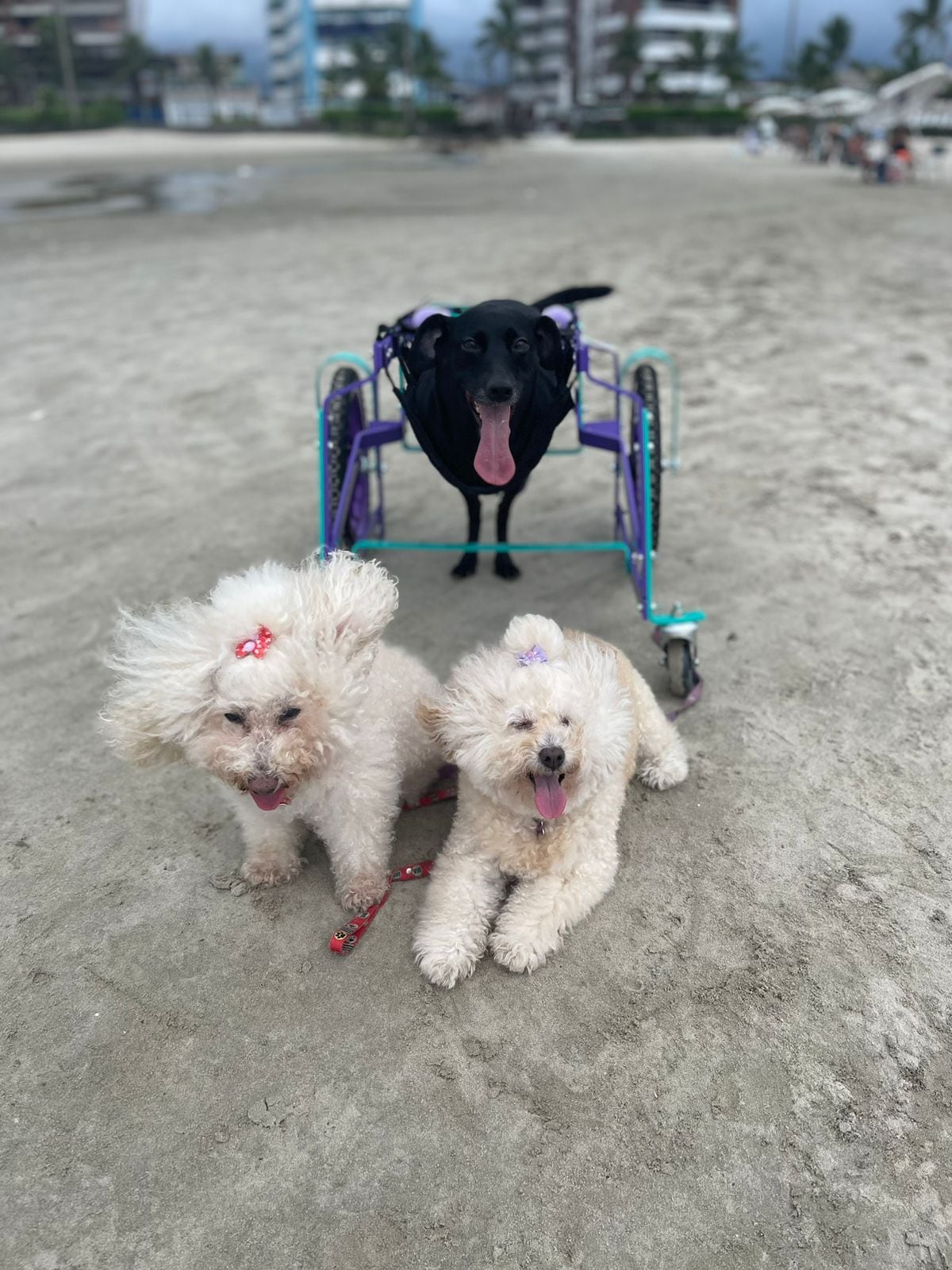 Amandinha e suas irmãs