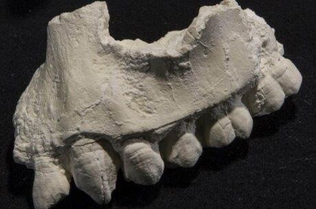 Dentada achada na Etiópia tem mais de 3 milhões de anos de idade