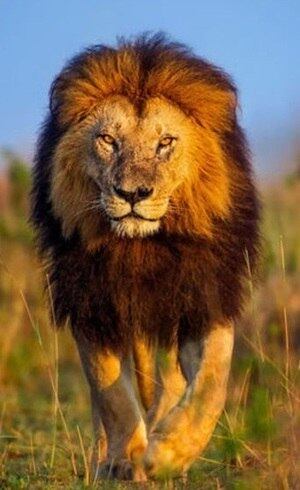 Dinheiro do Leão pode ir para reserva de emergência