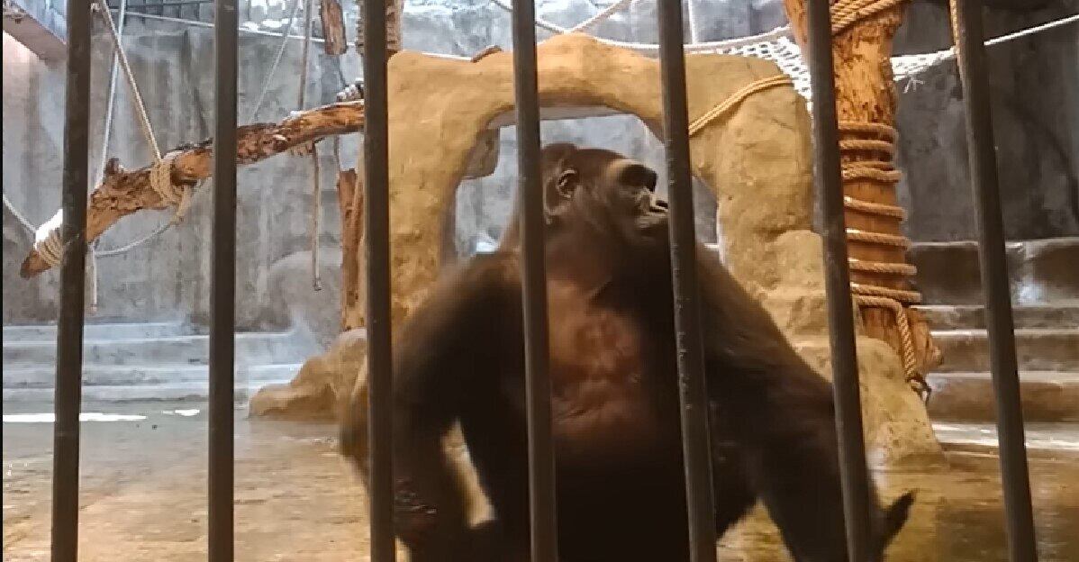 O site da ONG afirma que as jaulas "são pequenas e sem vida"


VALE SEU CLIQUE: Medo do fim do mundo? Muitos túneis e abrigos subterrâneos foram construídos este ano