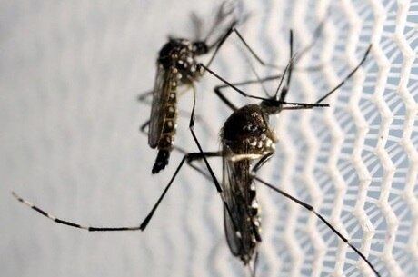 Vírus zika provoca uma doença com sintomas muito semelhantes ao da dengue, febre amarela e chikungunya