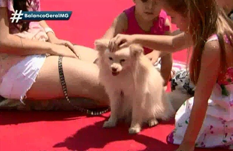 A atriz Raíssa Carvalho levou um Spitz alemão para competir
— O apelido da raça é Lulu da Pomerânia. É um cão super dócil mas bem agitado.