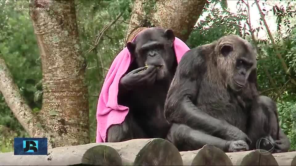 Chimpanzés ganham cobertores e mais comida para enfrentar temperaturas negativas no PR