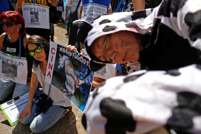 "Os cães sãos os melhores amigos do homem, os mais leais. Como podemos comer nossos amigos? Me digam", questionou Yang Yuhua, um ativista de direitos dos animais que voou de Chongqing, cidade do sudoeste chinês, para comprar alguns dos animais vendidos no festival deste ano