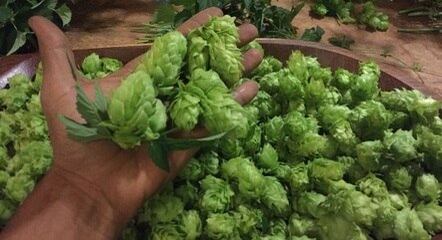 Lúpulo, principal ingrediente usado na cerveja