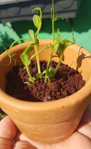 O prato surpreende a todos na primeira impressão