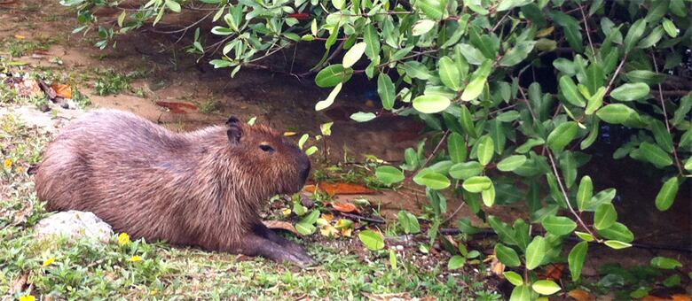 
As capivaras do rio Tietê podem
transmitir a doença?
O infectologista Celso
Granato, assessor médico em infectologia do Fleury Medicina e Saúde, explica que as capivaras do Tietê têm potencial para serem portadoras da bactéria Rickettsia rickettsii, que causa a febre maculosa. Mas
ressalta que capivaras não transmitem febre maculosa para o homem.
Elas podem infectar carrapatos que, que por sua vez, são capazes de transmitir a doença para o homem