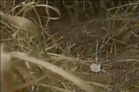 Vestindo bermuda e camiseta, um
homem foi flagrado em gestos obscenos próximo a uma pista de caminhada do Park
Way (DF). Um morador gravou cenas que mostram o homem com o órgão sexual à
vista. As imagens foram feitas durante o dia. Saiba mais  