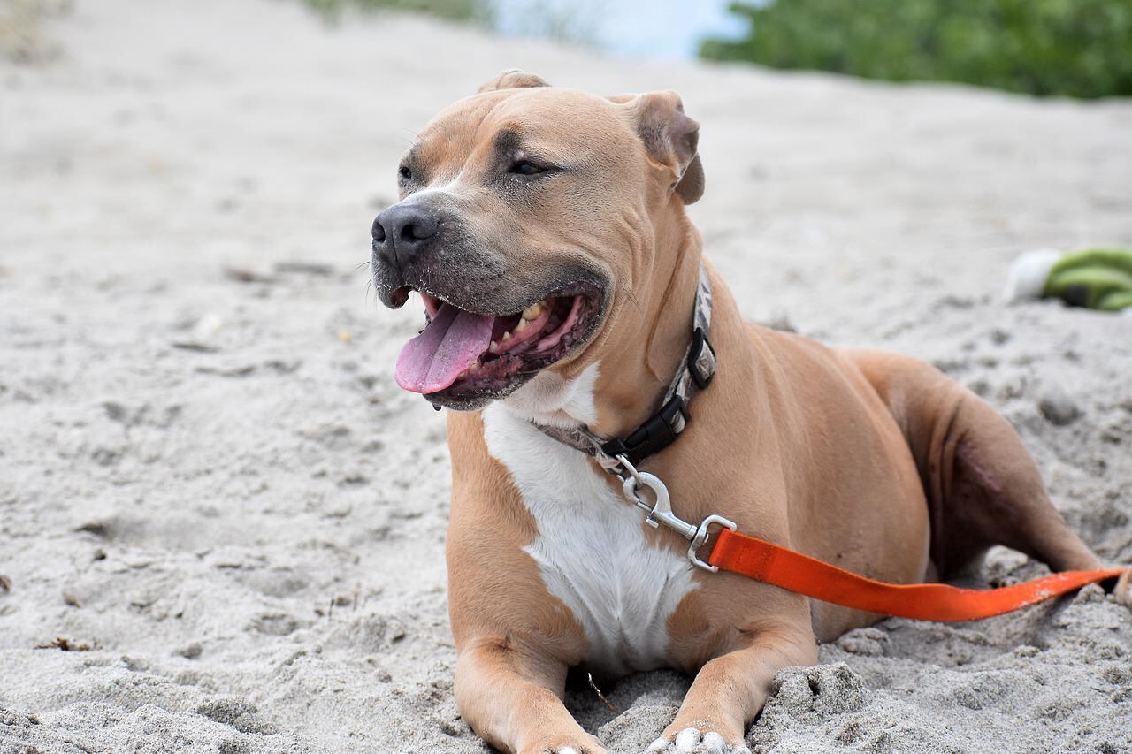 Originalmente criado para rinha de cães, ele hoje é muito usado para caça de animais, cão atleta e cão de guarda ou de companhia.