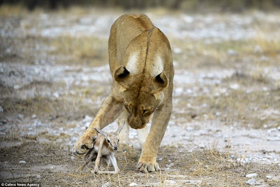 No Parque Nacional Etosha, na Namíbia, uma cena inusitada foi a atração. Uma leoa de luto acolheu com as patas um pequeno antílope e o adotou como filhote. Foi a maneira que ela encontrou para compensar a perda recente de seus filhotes