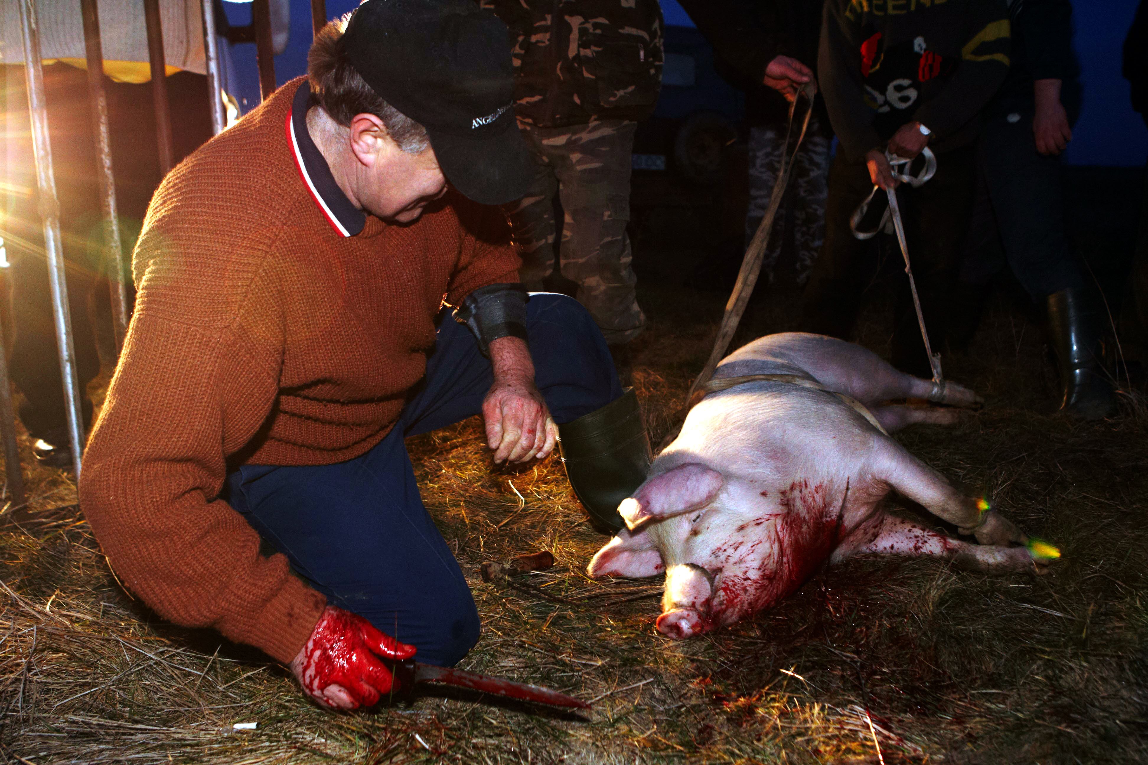Após matar o animal, os açougueiros limpam a carcaça antes de preparar uma variedade de pratos