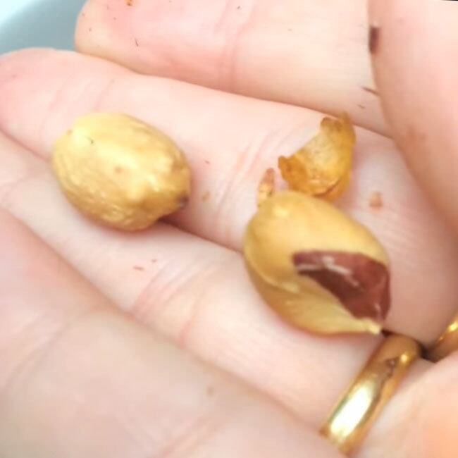 Como Torrar Amendoim no Micro-ondas