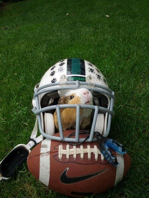 porquinho, twitter, fofo