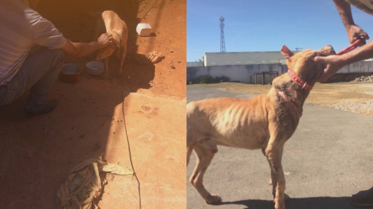 Mudança em lei cria multa para tutor que manter animais acorrentados em Minas Gerais