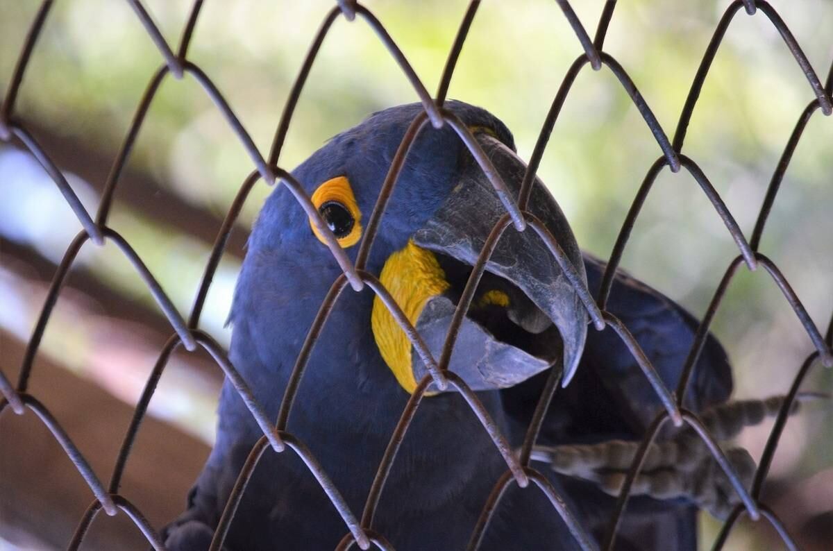 A abertura foi autorizada após a SMAC (Secretaria Municipal de Meio Ambiente) cumprir as exigências feitas pelo Ibama e pelo Ministério Público