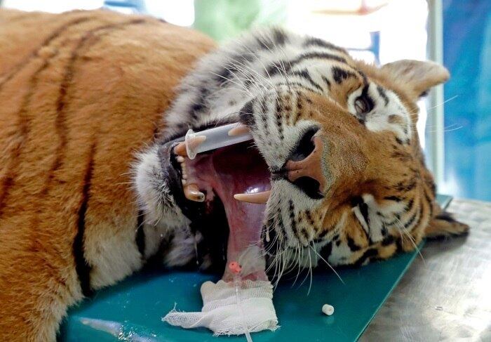 Igor, um tigre siberiano que vive em um zoológico húngaro, recebeu tratamento com células-tronco na quarta-feira (18). Os médicos esperavam ajudar a curar seu quadril e permitir que ele vivesse feliz com menos remédios
*Estagiária do R7 sob supervisão de Cristina Charão
