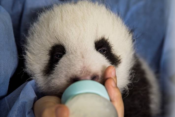 Um filhote de panda tomando mamadeira é a cena mais fofa que você verá hoje
Veja também: Gatinho recém-nascido conquista a web com sua aparência de idoso