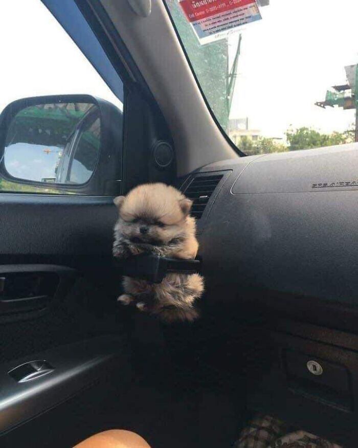 Parece um bichinho de pelúcia
Bebê apaixonada por Peppa Pig ganha porco de estimação