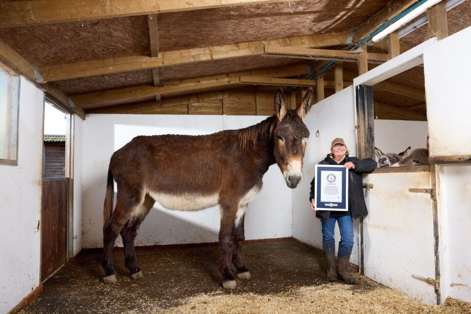 Derrick é dócil e acompanha a equipe do santuário constantemente