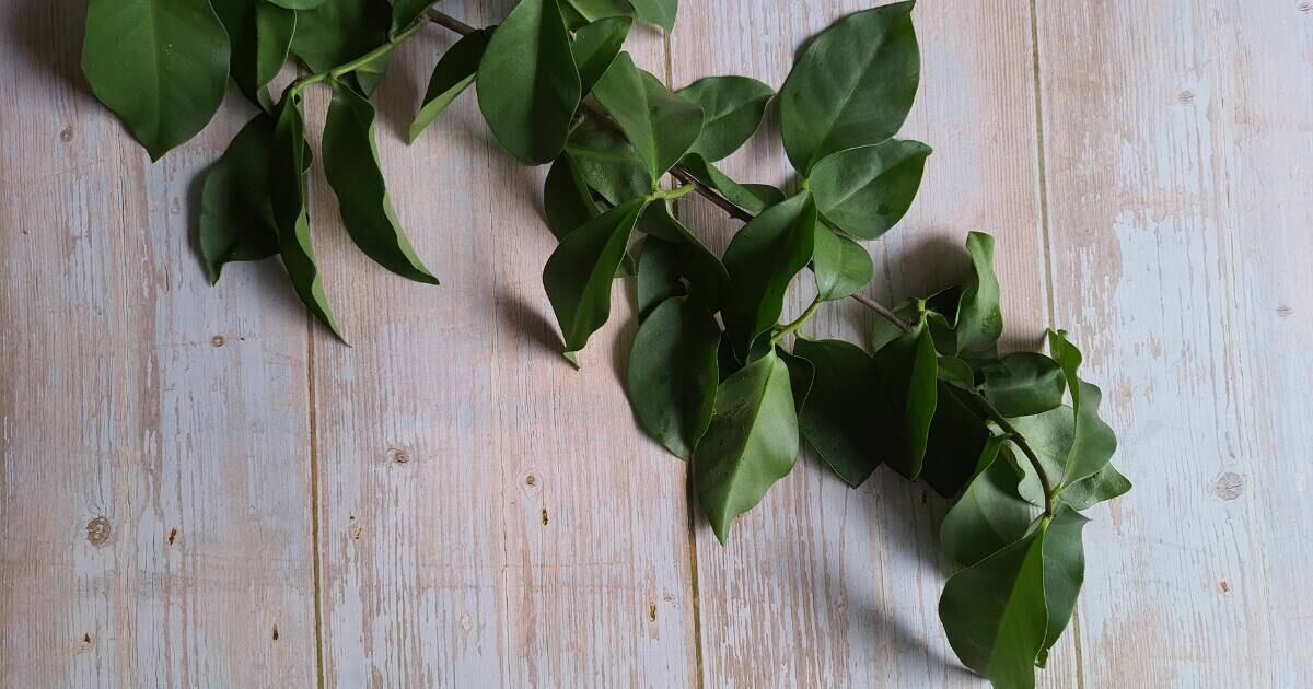 Ora-pro-nóbis: como cultivar e consumir essa planta rica em proteínas