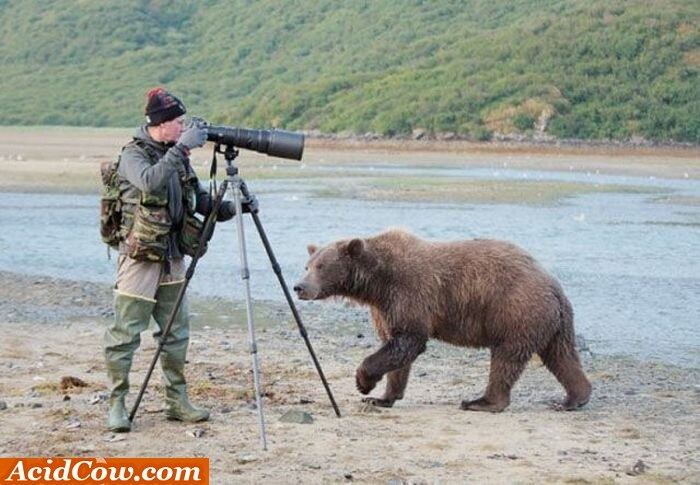 O problema do zoom, é que ele traz o urso a você quando você quer... e quando você não quer